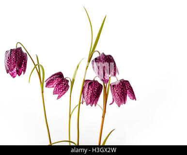 Nahaufnahme von Beautifil Purpur Fritillaria Meleagris Blumen auf weißem Hintergrund Stockfoto