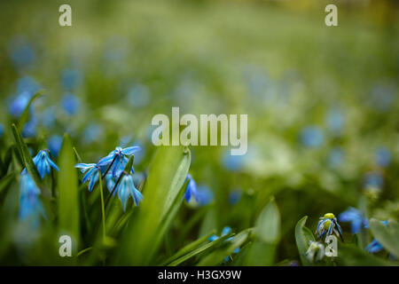 Gruppe der blauen Scilla-Blumen im frühen Frühling Stockfoto