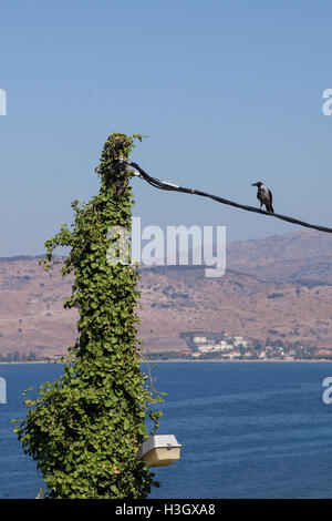 Ein mit Kapuze Krähe (Corvus Cornix), Hoodie, in ein elektrisches Kabel weiter oben auf einen Baum klettern. Stockfoto