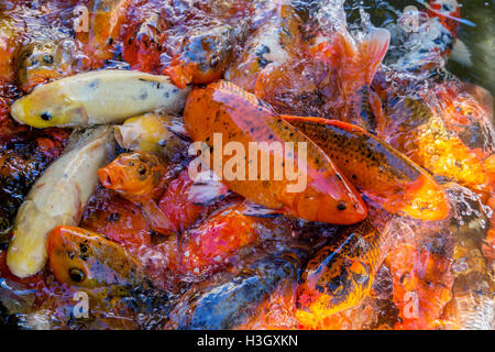 farbige Deko China Karpfen Koi im Pool mit Wasser Stockfoto