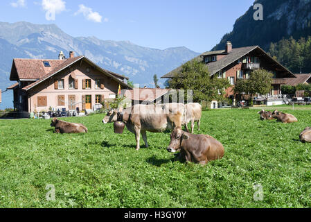 Landschaft von Iseltwald Jungfrau Region, in der Nähe von dem Brienzersee auf die Schweiz Stockfoto