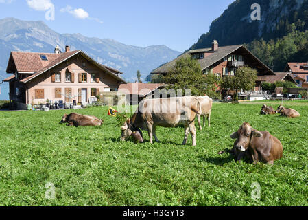 Landschaft von Iseltwald Jungfrau Region, in der Nähe von dem Brienzersee auf die Schweiz Stockfoto