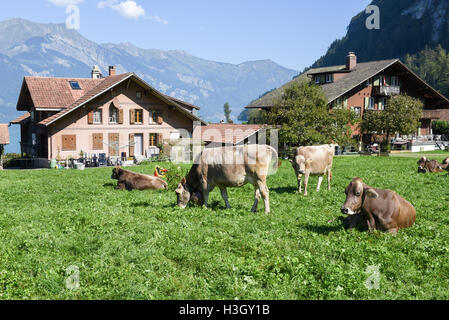 Landschaft von Iseltwald Jungfrau Region, in der Nähe von dem Brienzersee auf die Schweiz Stockfoto