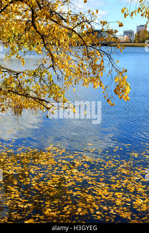 Goldener Herbst im Park Helsinki, Finnland Stockfoto