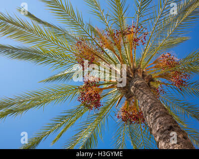 Eine Palme in einem sonnigen Klima Stockfoto