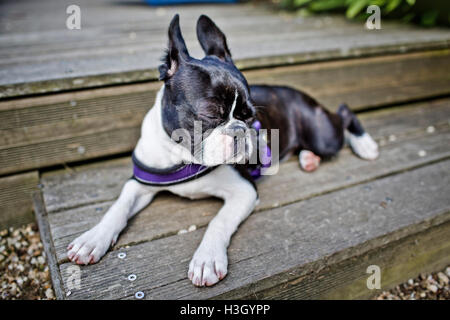 Boston Terrier, ruhen Sie sich nach draußen spielen Stockfoto