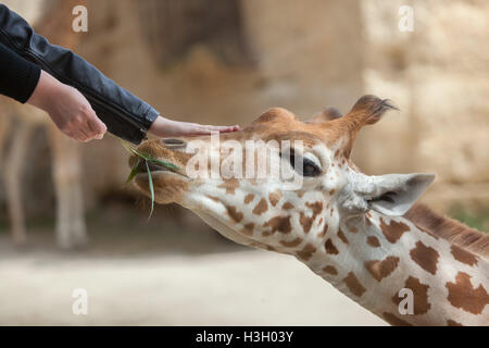 Besucher zu ernähren und berühren die Kordofan-Giraffe (Giraffa Plancius Antiquorum), auch bekannt als die zentrale Afrikanische Giraffe bei D Stockfoto