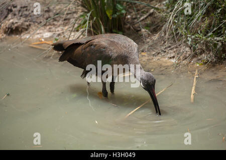 Hadada Ibis (Bostrychia Hagedash), auch bekannt als das Hadeda Ibis. Tierwelt Tier. Stockfoto