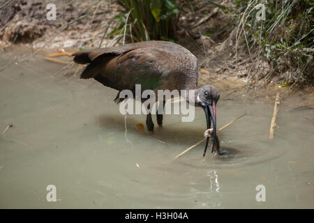 Hadada Ibis (Bostrychia Hagedash), auch bekannt als das Hadeda Ibis. Tierwelt Tier. Stockfoto