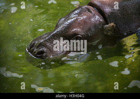 Pygmy Hippopotamus (Choeropsis Liberiensis). Tierwelt Tier. Stockfoto