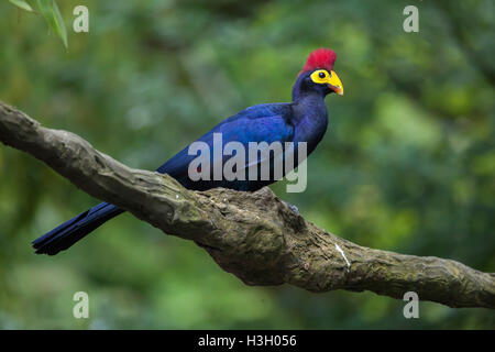 Frau Ross Turaco (Musophaga Rossae), auch bekannt als die Ross Turaco. Tierwelt Tier. Stockfoto