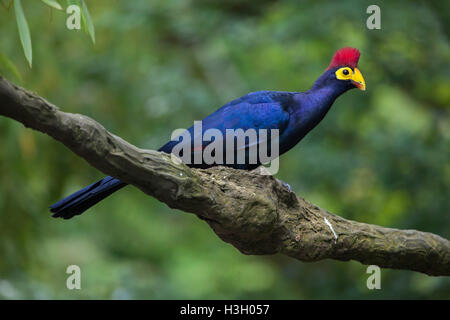 Frau Ross Turaco (Musophaga Rossae), auch bekannt als die Ross Turaco. Tierwelt Tier. Stockfoto