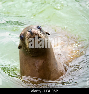 Platz in der Nähe bis eines ausgewachsenen weiblichen kalifornischen Dichtung Löwen. Stockfoto