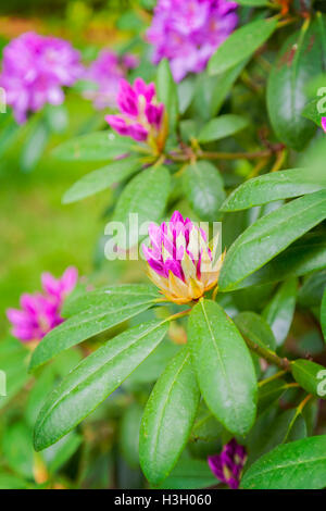 Bild von lila Rhododendron im Garten. Stockfoto