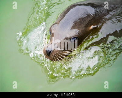 Horizontal in der Nähe von einem Erwachsenen weiblichen kalifornischen versiegeln Löwe. Stockfoto