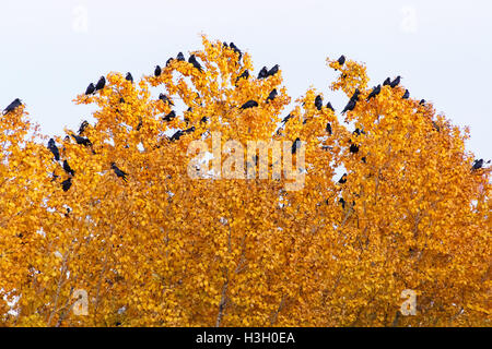 Gruppe von schwarzen Vögel sitzen auf Top yellow Baum Stockfoto