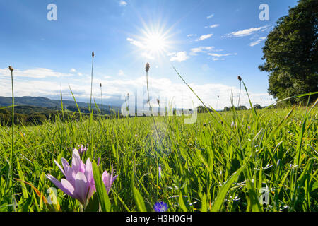 Maria-Balk: Ansicht im Wienerwald, Herbstzeitlose (Colchicum Autumnale, Herbstzeitlose, Wiese Safran), Wienerwald, Wien Woo Stockfoto