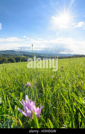 Maria-Balk: Ansicht im Wienerwald, Herbstzeitlose (Colchicum Autumnale, Herbstzeitlose, Wiese Safran), Wienerwald, Wien Woo Stockfoto