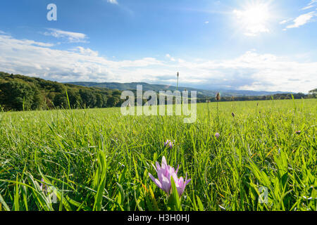 Maria-Balk: Ansicht im Wienerwald, Herbstzeitlose (Colchicum Autumnale, Herbstzeitlose, Wiese Safran), Wienerwald, Wien Woo Stockfoto