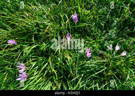 Maria-Balk: Herbstzeitlose (Colchicum Autumnale, Herbstzeitlose, Wiese Safran), Wienerwald, Wienerwald, Niederösterreich, Stockfoto