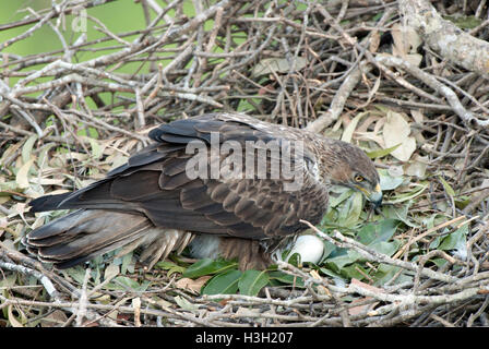 Das Bild des Bonellis Eagle (Aquila Fasciata) aufgenommen in Maharashtra, Indien Stockfoto