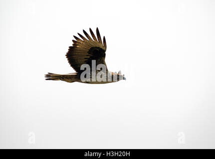 Das Bild des Bonellis Eagle (Aquila Fasciata) aufgenommen in Maharashtra, Indien Stockfoto