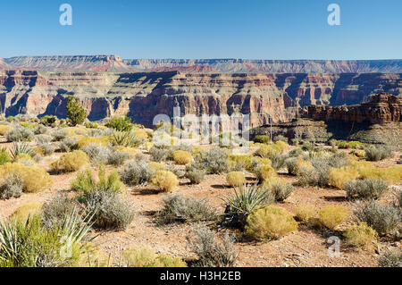 Pflanzen auf den Steinen der Wüste Og Grand Canyon Stockfoto