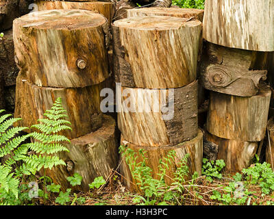 Haufen von Baum Baumstämme, Colonsay House Wald, Insel Colonsay, Schottland, UK. Stockfoto