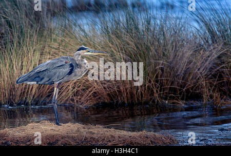 Große blaue Reiher Stockfoto