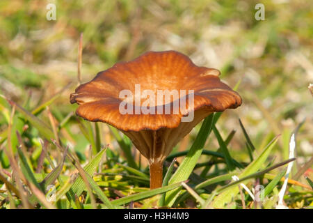 Hygrophoropsis Aurantiaca, falscher Pfifferling auf Spitzbergen, Norwegen Stockfoto