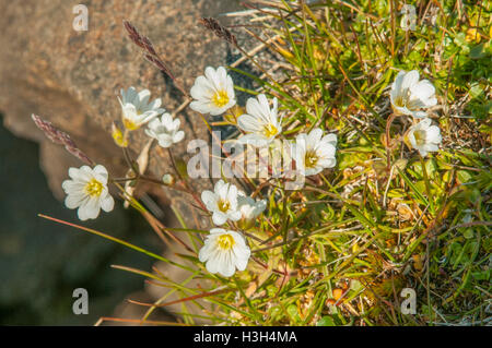 Cerastium Arcticum, Arktische Hornkraut an Sundneset, Spitzbergen, Norwegen Stockfoto