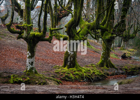 Naturparks Gorbea, Parque natural de Gorbea, Wald von Otzarreta, Gorbeia, Baskisches Land, Bizkaia, Spanien Stockfoto