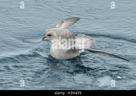 Nördlichen Fulmar, Fulmarus Cyclopoida Stockfoto