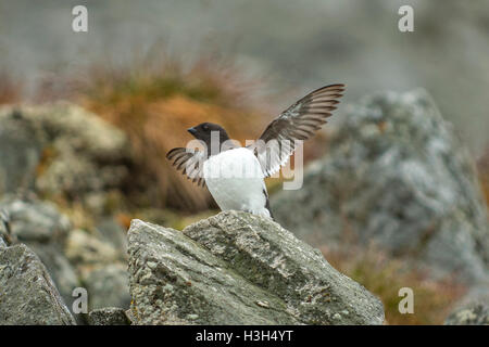 Little Auk, Alle alle Stockfoto