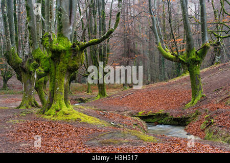 Naturparks Gorbea, Parque natural de Gorbea, Wald von Otzarreta, Gorbeia, Baskisches Land, Bizkaia, Spanien Stockfoto