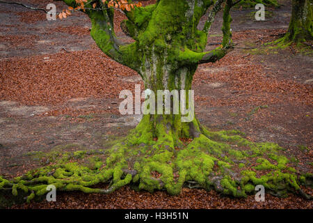 Naturparks Gorbea, Parque natural de Gorbea, Wald von Otzarreta, Gorbeia, Baskisches Land, Bizkaia, Spanien Stockfoto