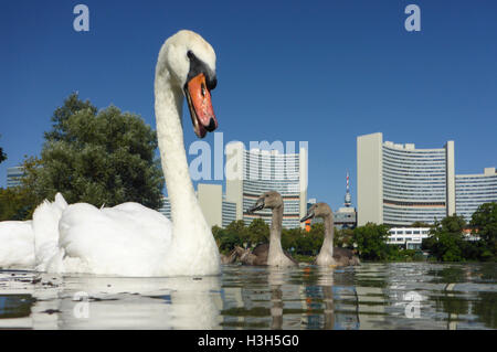 Wien, Wien: Familie Höckerschwan Cygnets (Cygnus Olor) am See Kaiserwasser, Vienna International Center (UNO), 22., Wien, Österreich Stockfoto