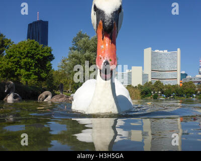 Wien, Wien: Familie Höckerschwan Cygnets (Cygnus Olor) am See Kaiserwasser, Vienna International Center (UNO), 22., Wien, Österreich Stockfoto