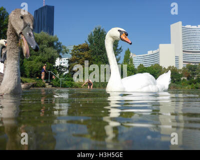 Wien, Wien: Familie Höckerschwan Cygnets (Cygnus Olor) am See Kaiserwasser, Baden, Vienna International Center (UNO), 22 Personen Stockfoto