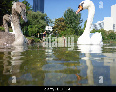 Wien, Wien: Familie Höckerschwan Cygnets (Cygnus Olor) am See Kaiserwasser, Baden, Vienna International Center (UNO), 22 Personen Stockfoto