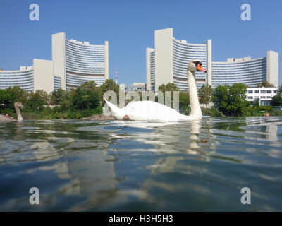 Wien, Wien: Familie Höckerschwan Cygnets (Cygnus Olor) am See Kaiserwasser, Vienna International Center (UNO), 22., Wien, Österreich Stockfoto