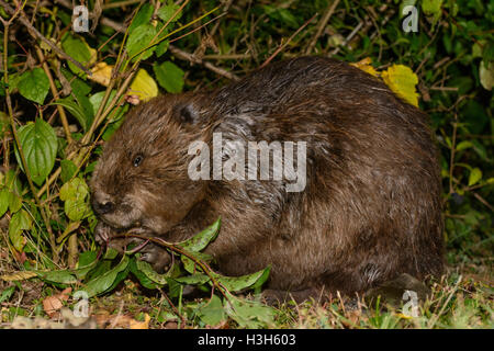 Wien, Wien: Eurasische europäische Biber (Castor Fiber) Essen Filiale Rinde, 22., Wien, Österreich Stockfoto