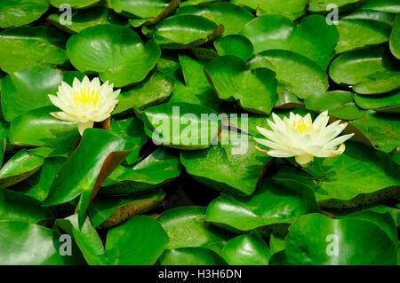 Gelbe Seerosen blühen auf Seerosen in einem kleinen Teich. Stockfoto