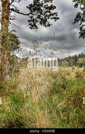 Gräser und Farne Schilf im Überfluss in den Wald von Dean Stockfoto