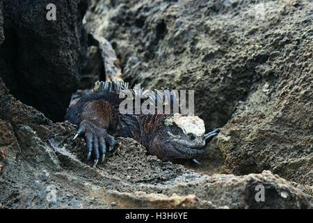 Galapagos-Land-Leguan zwischen einigen Felsen. Stockfoto