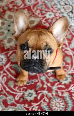 Ein Hund auf der Suche nach oben in die Kamera. Stockfoto