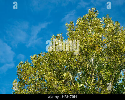Krone der Silberpappel (Populus Alba) Baum - Frankreich. Stockfoto