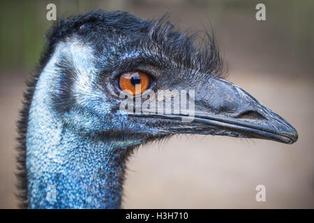 Closeup Profilbildnis von Strauß mit orangefarbenen Augen Stockfoto