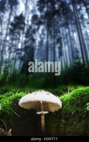 Parasol Pilz wächst in dunklen Blau Wald. Macrolepiota Procera oder Lepiota Procera Pilz Stockfoto