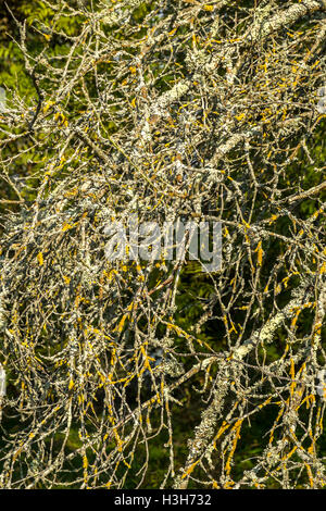 Moos und Flechten bedeckt tote Äste - Frankreich. Stockfoto